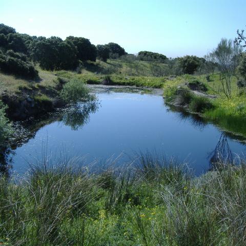 Parque Regional del curso medio del río Guadarrama y su entorno