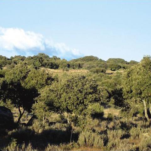 Parque Regional del curso medio del río Guadarrama y su entorno