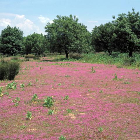 Parque Regional del curso medio del río Guadarrama y su entorno