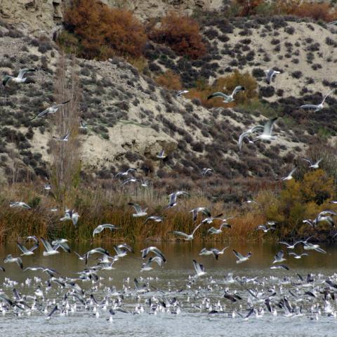 Parque Regional del Sureste_Gaviotas en El Campillo