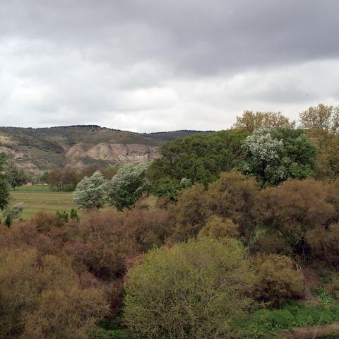 Parque Regional del Sureste_Vegetacion de ribera