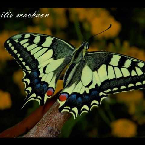 Papilio machaon