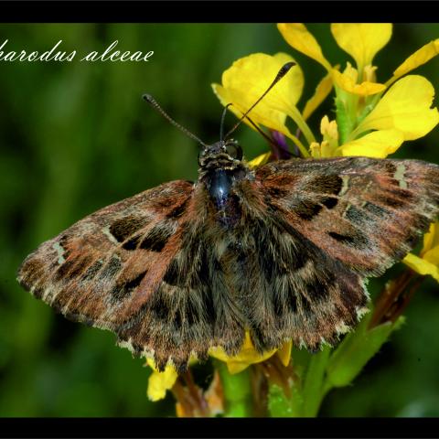 Carcharodus alceae