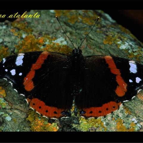 Vanessa atalanta