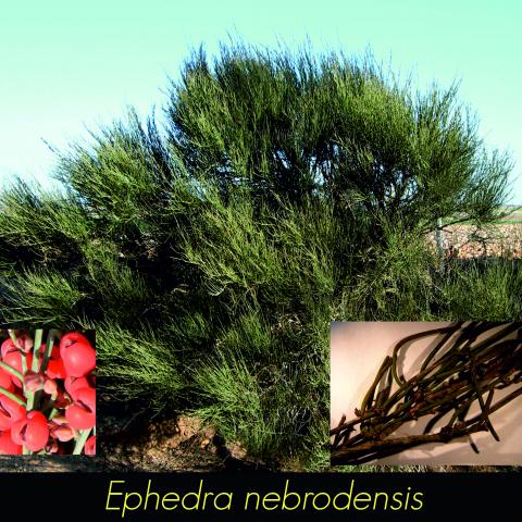 Ephedra nebrodensis