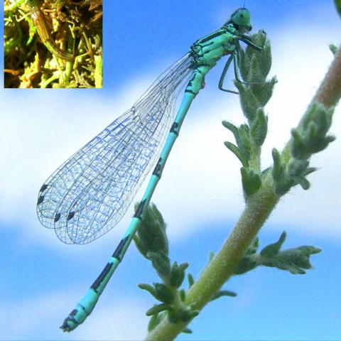 Coenagrion mercuriale