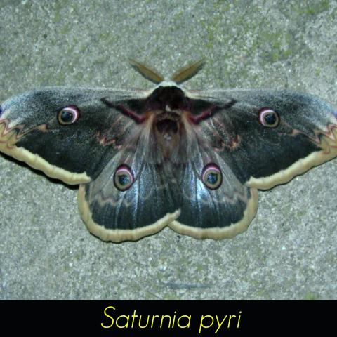 Saturnia pyri