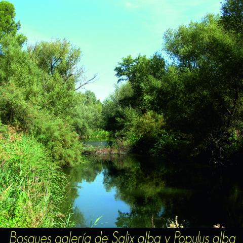 Bosques de galería de Salix alba y Populus alba