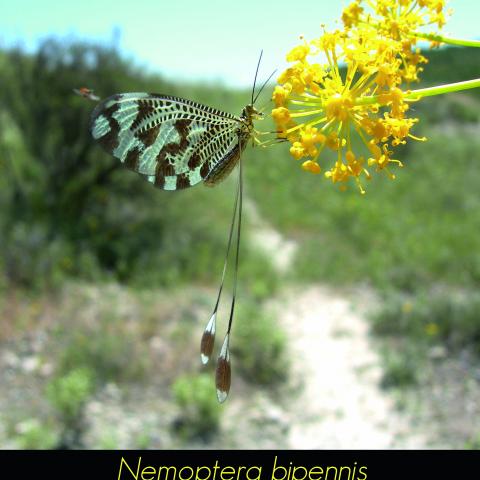 Nemoptera bipennis