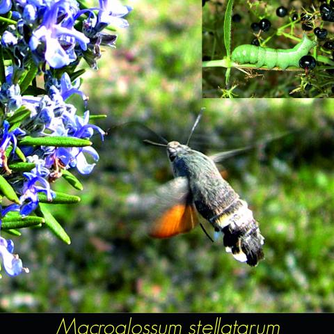 Macroglossum stellatarum