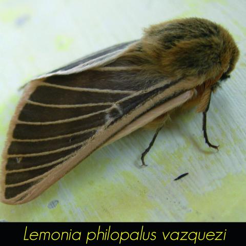 Lemonia philopalus vazquezi
