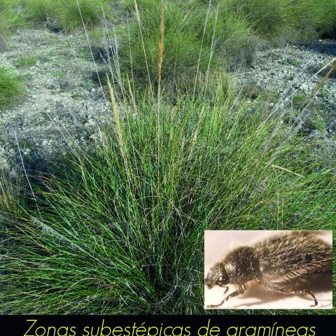 Zonas subestepicas de gramineas