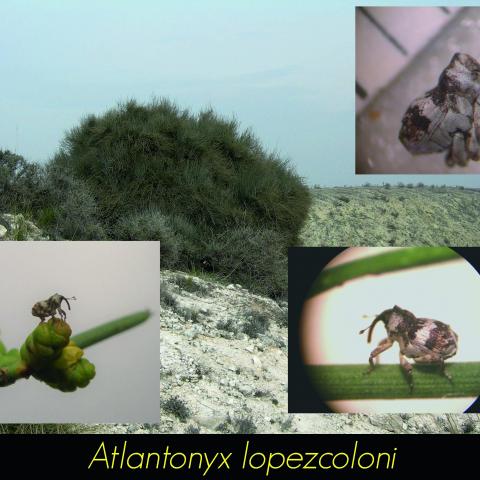 Atlantonyx lopezcoloni