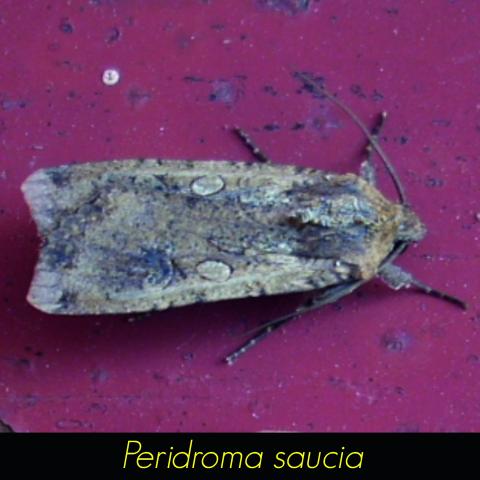 Peridroma saucia