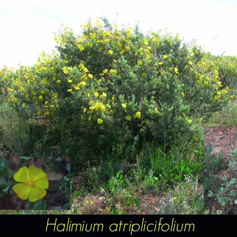 Halimium atriplicifolium