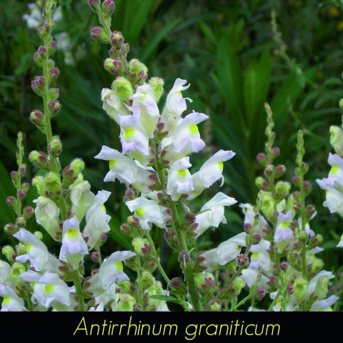 Antirrhinum graniticum