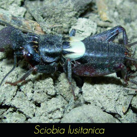 Sciobia lusitanica