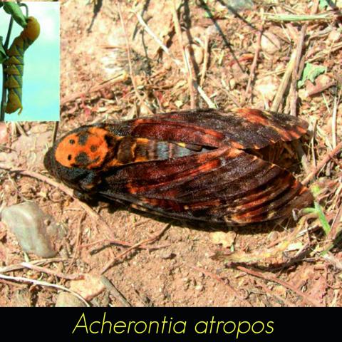 Acherontia atropos