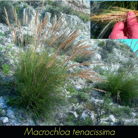 Macrochloa tenacissima