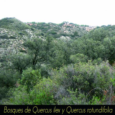 Bosques de Quercus ilex y Quercus rotundifolia