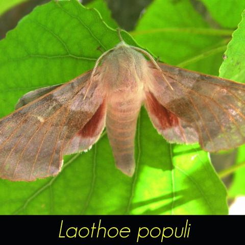 Laothoe populi