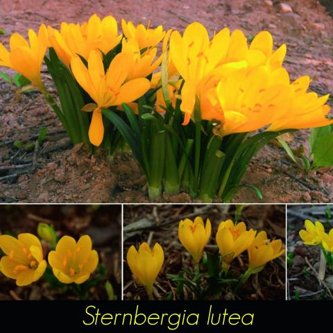 Sternbergia lutea