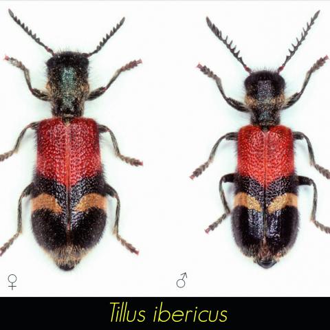 Tillus ibericus