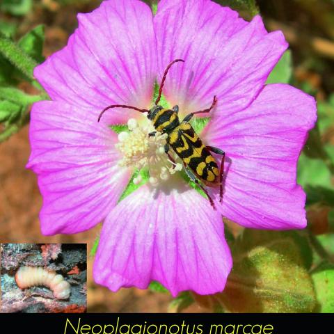 Neoplagionotus marcae