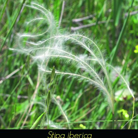 Stipa iberica