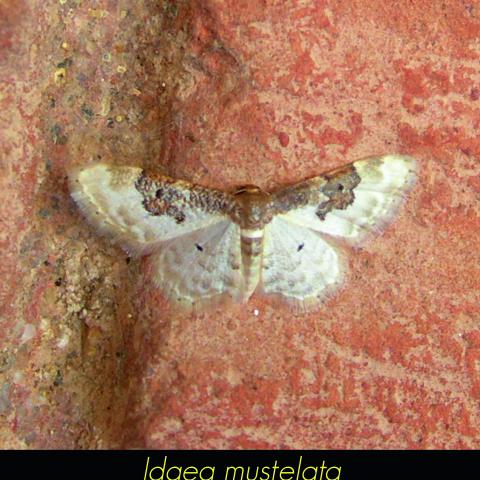 Idaea mustelata