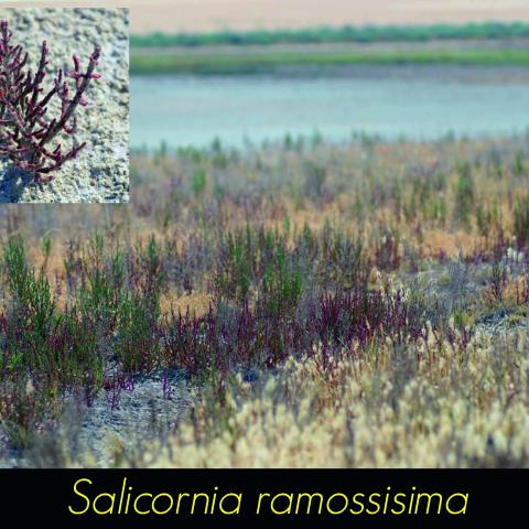 Salicornia ramossisima