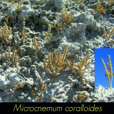 Microcnemum coralloides