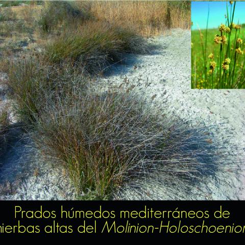 Prados húmedos mediterráneos de hierbas altas del Molinion-Holoschoenion