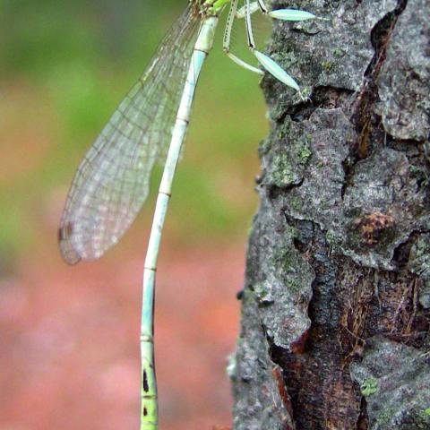 Platycnemis latipes