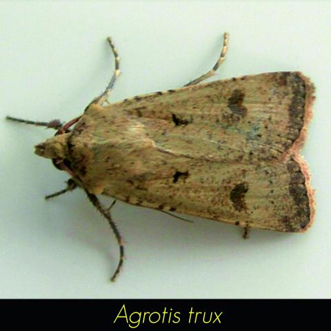 Agrotis trux