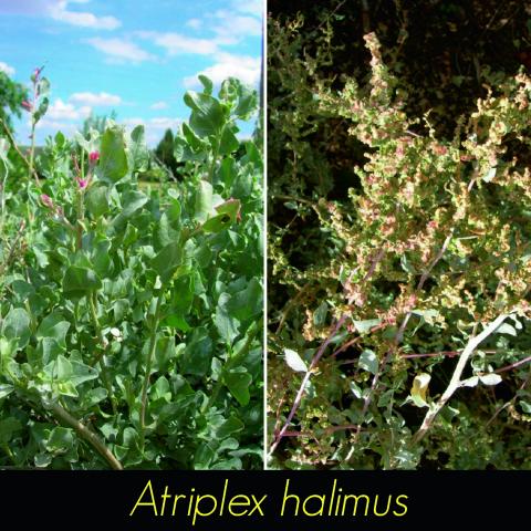 Atriplex halimus