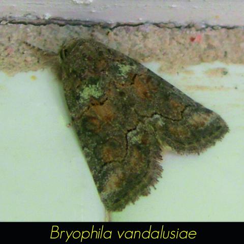 Bryophila vandalusiae
