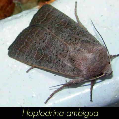 Hoplodrina ambigua