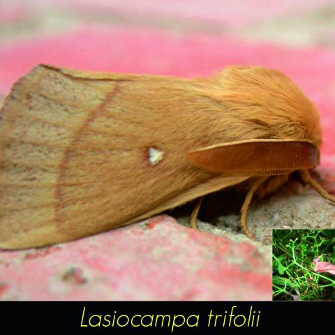 Lasiocampa trifolii