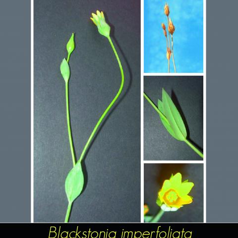 Blackstonia imperfoliata