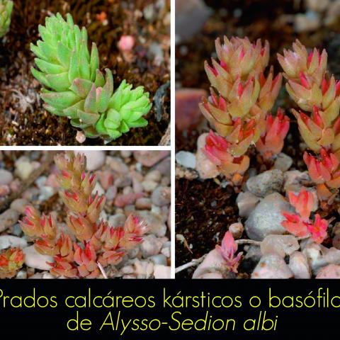 Prados calcareos karsticos o basofilos