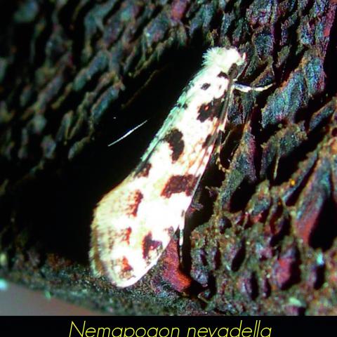 Nemapogon nevadella