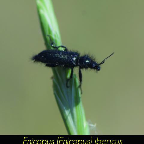 Enicopus ibericus