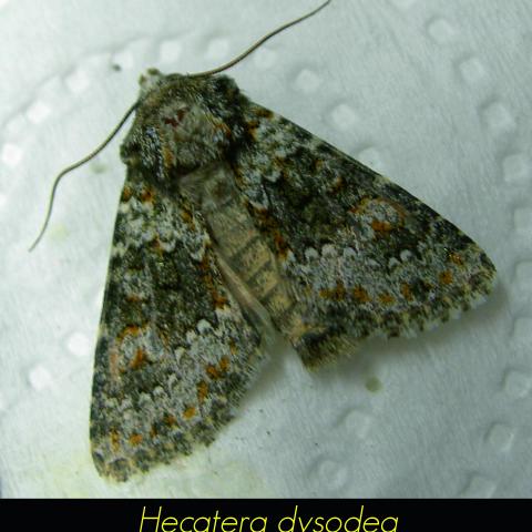 Hecatera dysodea