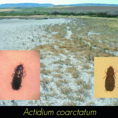 Actidium coarctatum