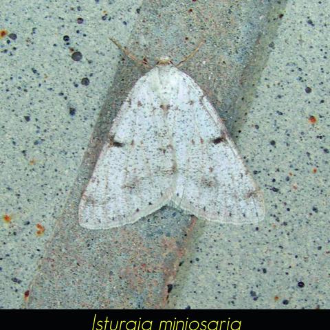 Isturgia miniosaria