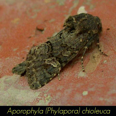 Aporophyla phylapora chioleuca