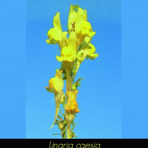 Linaria caesia