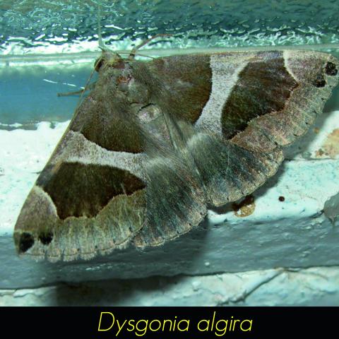 Dysgonia algira