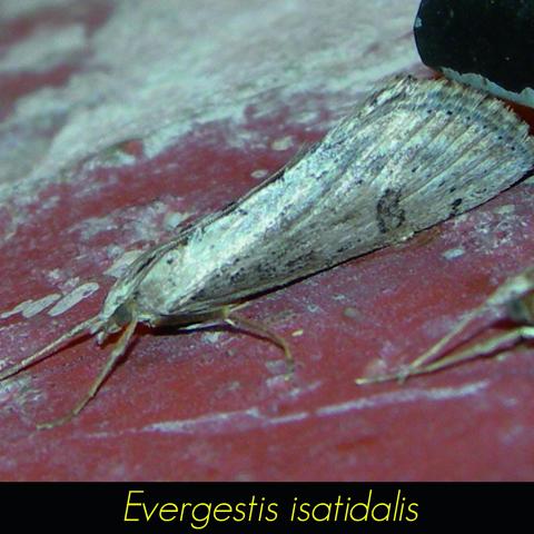 Evergestis isatidalis